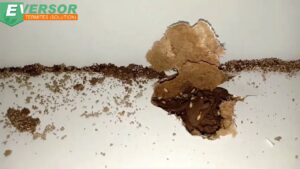Eversor Termites ( Solution ) บริษัทกำจัดปลวก