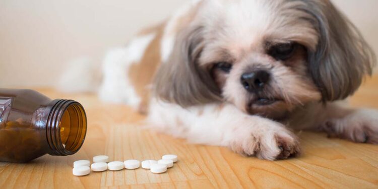 ยากำจัดเห็บหมัดสุนัข ยี่ห้อไหนดี