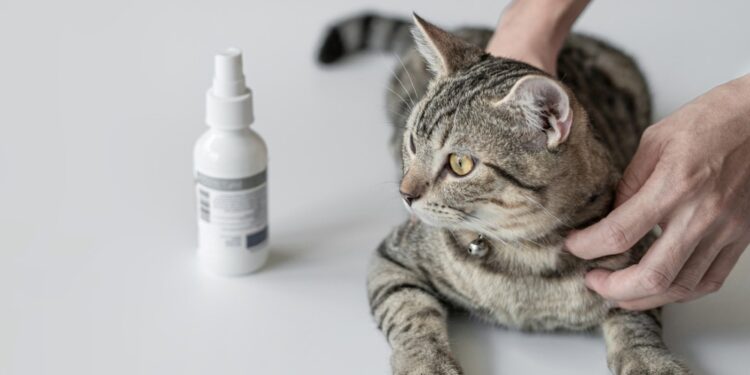 ยากำจัดเห็บหมัดแมว ยี่ห้อไหนดี