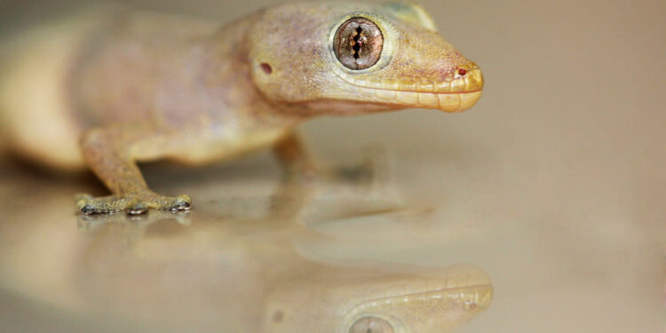 สเปรย์ไล่จิ้งจก ยี่ห้อไหนดี - 1